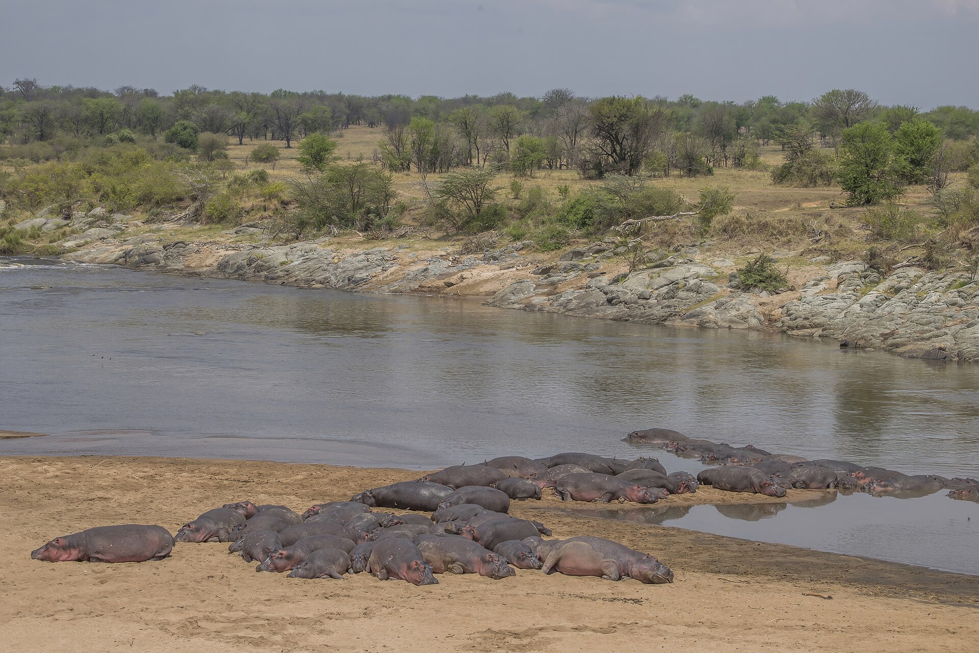 A group of hippos wading in the water in the Serengeti, Tanzania