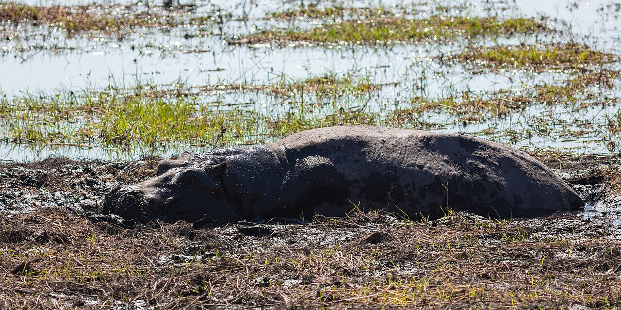 A hippo in the water at Chobe National Park, Botswana