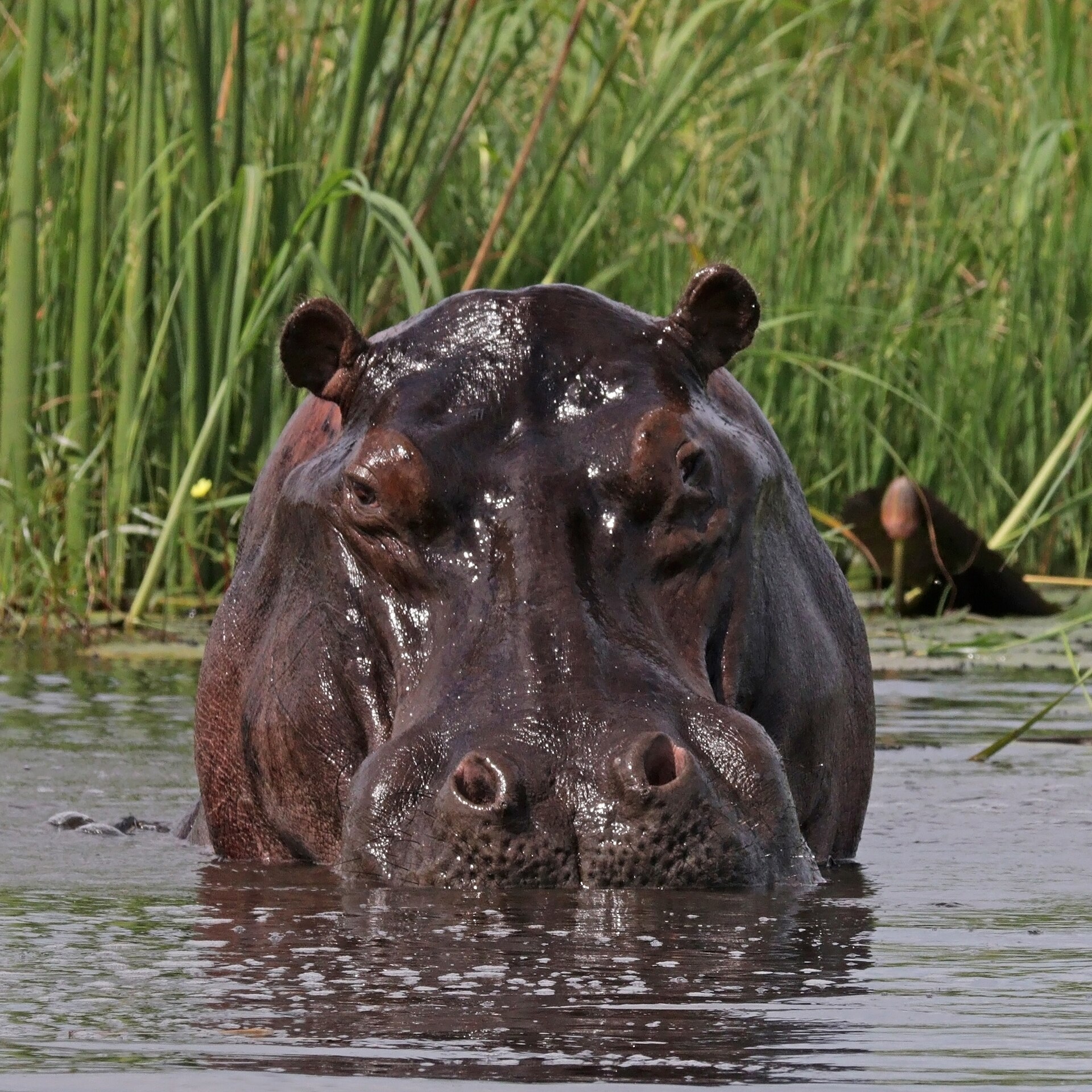 A hippo's head poking out of the water, eyes and ears above the surface