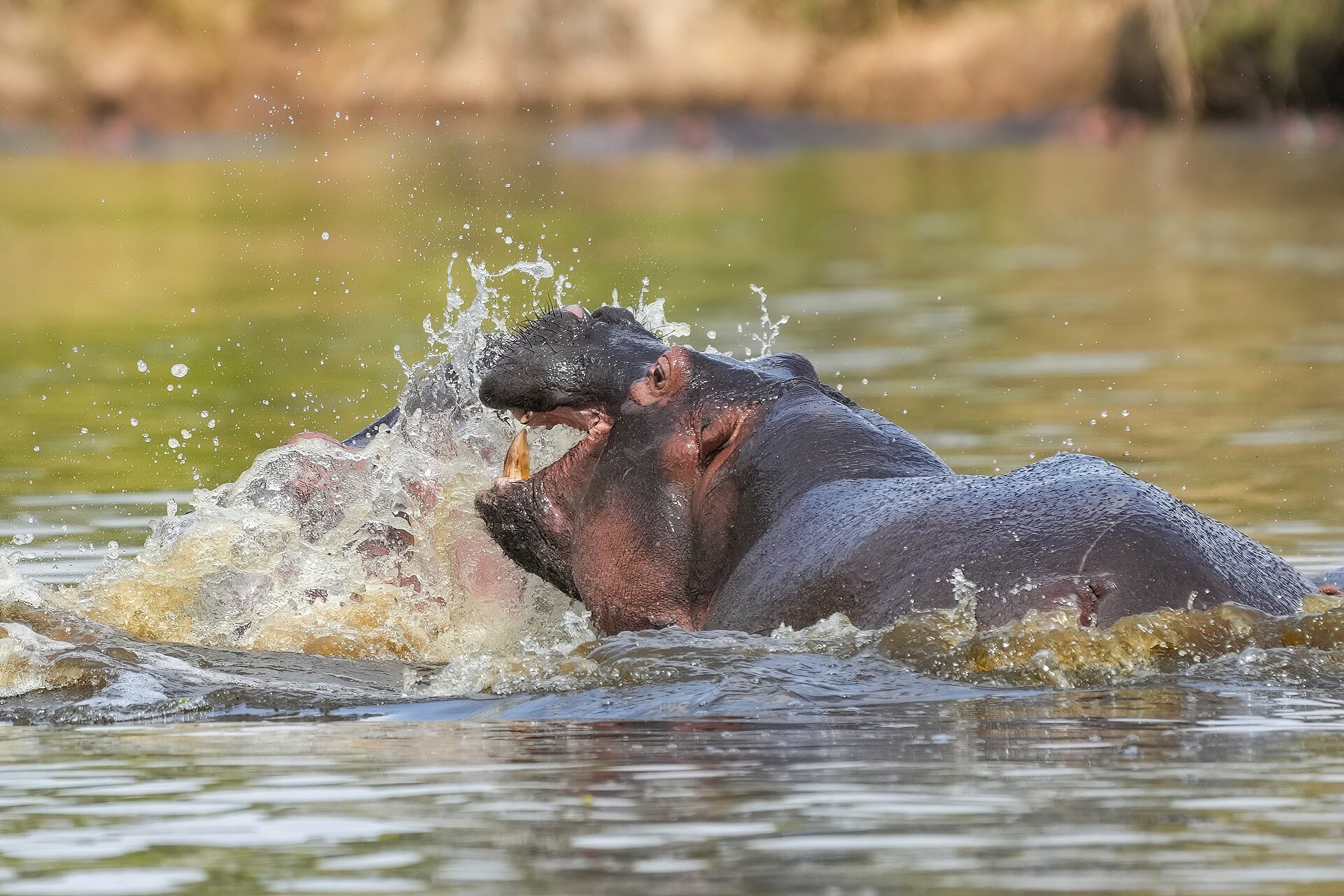 Two hippos locked in a fight, jaws wide open, in the Serengeti National Park