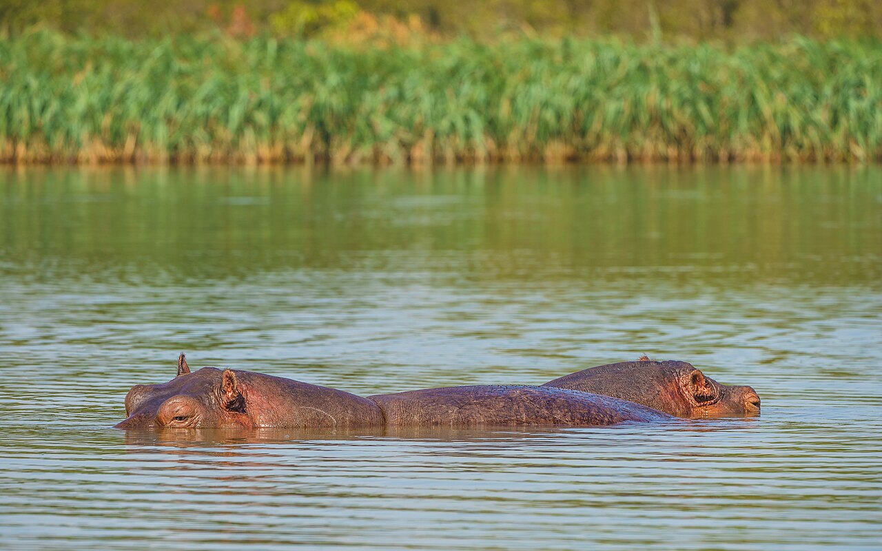 Hippos on the shore of Lake Tana at Bahir Dar, Ethiopia